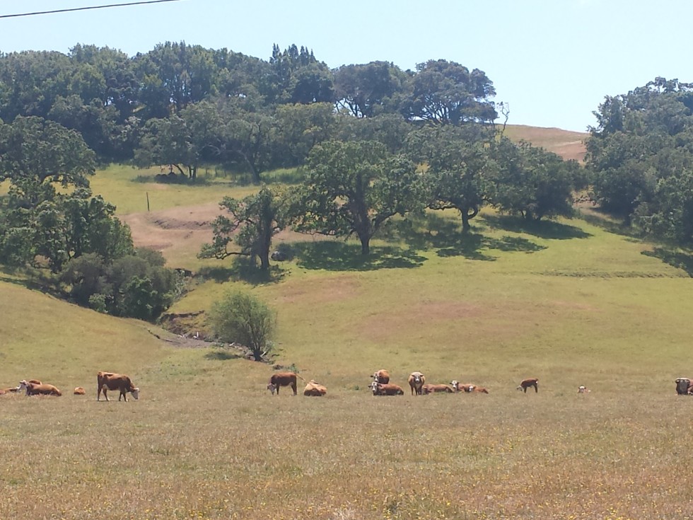 cows in a field